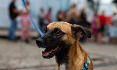 Prefeitura de VR lança atendimento veterinário móvel e gratuito em parceria com a Estácio